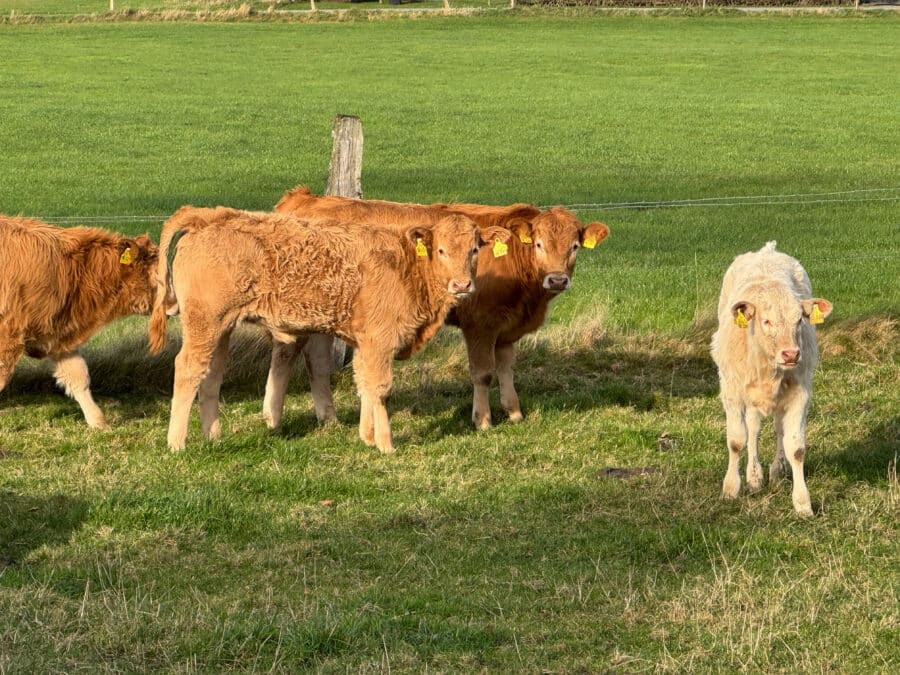 Sauerland pur – Idyllischer Bauernhof mit Einliegerwohnungen & Nebengebäuden - Landleben Pur